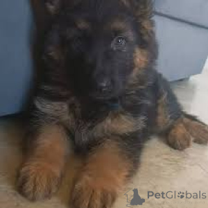 Zdjęcie №3. Preciosos cachorros de pastor alemán en venta. Portugalia