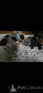 Zdjęcie №4. Sprzedam kot syjamski w Carouge.  - cena - 3109zł