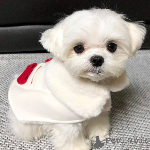 Zdjęcie №2 do zapowiedźy № 167175 na sprzedaż  maltańczyk - wkupić się Finlandia prywatne ogłoszenie, ze schronu