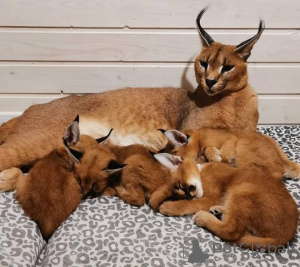 Zdjęcie №1. caracal - na sprzedaż w Berlin | 5740zł | Zapowiedź № 140246