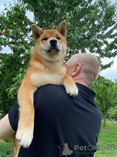 Dodatkowe zdjęcia: Szczenięta Shiba Inu