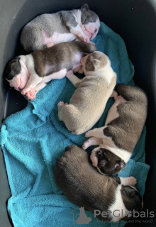 Zdjęcie №2 do zapowiedźy № 133353 na sprzedaż  boston terier - wkupić się Niemcy prywatne ogłoszenie