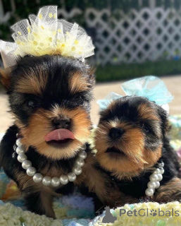 Zdjęcie №2 do zapowiedźy № 166142 na sprzedaż  yorkshire terrier biewer - wkupić się USA hodowca