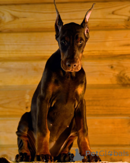 Zdjęcie №3. Dobermann FCI Top Puppy Doberman. Niemcy