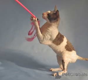 Zdjęcie №3. Zdrowe kocięta rasy Cornish Rex płci męskiej i żeńskiej szukają nowych domów. Chorwacja