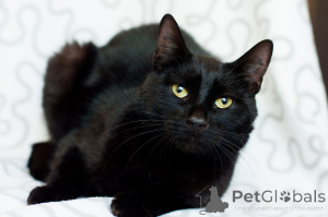 Zdjęcie №4. Sprzedam  w Mińsk.  - cena - Bezpłatny