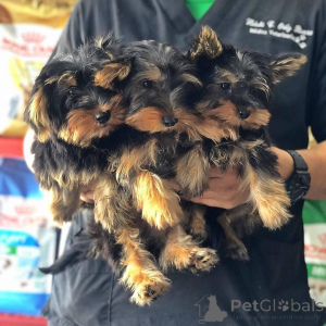 Zdjęcie №1. yorkshire terrier - na sprzedaż w Helsinki | Bezpłatny | Zapowiedź №172398