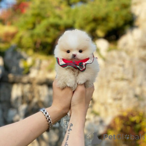 Zdjęcie №1.  - na sprzedaż w Atlanta | negocjowane | Zapowiedź №161681