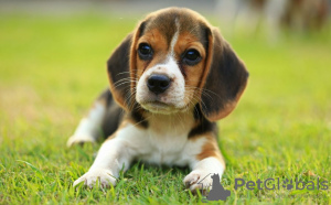 Zdjęcie №3. Zdrowe szczenięta Beagle do bezpłatnej adopcji. Niemcy