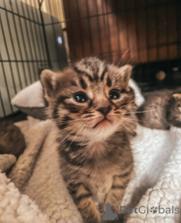 Zdjęcie №4. Sprzedam pixie-bob krótkowłosy w Feldkirch. hodowca - cena - 1076zł