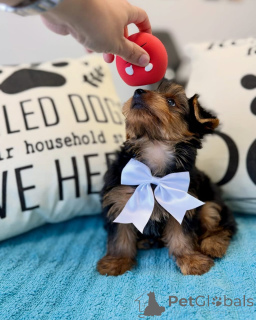 Zdjęcie №1. yorkshire terrier - na sprzedaż w Frankfurt | negocjowane | Zapowiedź №178085
