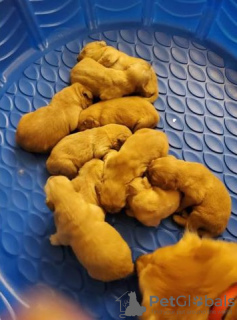 Zdjęcie №3. Szczenięta AKC Golden Retriever do adopcji. Finlandia