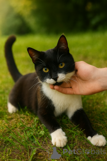 Zdjęcie №3. Szukam domu niesamowitego piątku jentlme! Moskva i MO.. Federacja Rosyjska