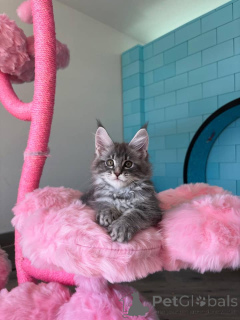 Zdjęcie №2 do zapowiedźy № 168179 na sprzedaż  maine coon - wkupić się Niemcy hodowca