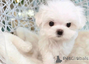 Zdjęcie №3. Gotowa na nowy dom, skrzynkę odbiorczą jeśli chcesz dać jej nowe życie. USA