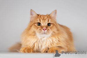 Zdjęcie №4. Sprzedam  w Chimki. ze schronu - cena - Bezpłatny