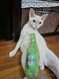 Zdjęcie №3. Unsere wunderschönen Devon-Rex-Kätzchen suchen einliebevolles und. Niemcy