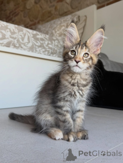 Zdjęcie №1. maine coon - na sprzedaż w Sztokholm | negocjowane | Zapowiedź № 171095