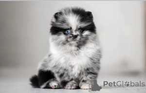 Zdjęcie №3. Pomorzanin wyszkolony do korzystania z toalety. USA