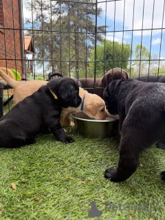 Zdjęcie №4. Sprzedam labrador retriever w Berlin. hodowca - cena - negocjowane