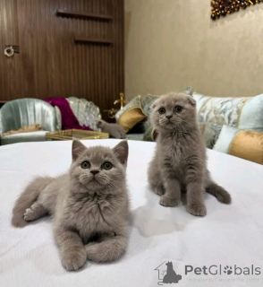 Zdjęcie №1. kot brytyjski krótkowłosy - na sprzedaż w Bristol | 15zł | Zapowiedź № 158805