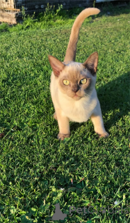 Zdjęcie №1. kot burmski - na sprzedaż w Füssen | 1674zł | Zapowiedź № 154160