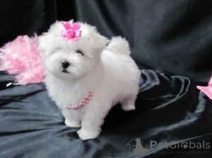 Zdjęcie №1.  - na sprzedaż w Vienna | Bezpłatny | Zapowiedź №143875