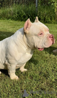 Zdjęcie №3. American Bools. Białoruś