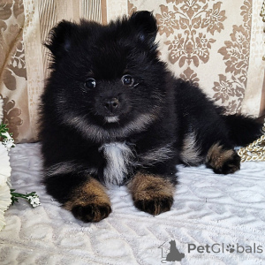 Zdjęcie №1. szpic miniaturowy - na sprzedaż w Berlin | 2153zł | Zapowiedź №136015