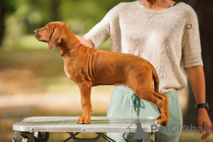 Dodatkowe zdjęcia: Szczenięta Rhodesian Ridgeback