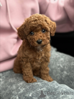 Zdjęcie №1. maltipu - na sprzedaż w Powstało | 3012zł | Zapowiedź №159567