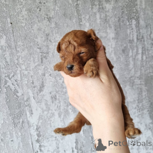 Zdjęcie №2 do zapowiedźy № 164023 na sprzedaż  pudel (zabawka) - wkupić się Finlandia prywatne ogłoszenie, ze schronu