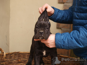 Dodatkowe zdjęcia: Cane Corso szczenięta na sprzedaż