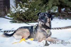 Zdjęcie №4. Sprzedam pies nierasowy w Москва. prywatne ogłoszenie - cena - Bezpłatny