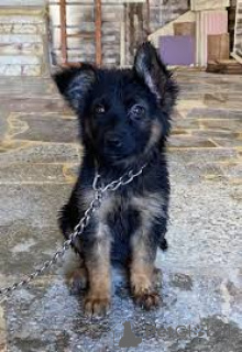 Zdjęcie №3. Deutsche Schäferhundwelpen. Niemcy