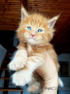 Zdjęcie №1. maine coon - na sprzedaż w Anderlecht | negocjowane | Zapowiedź № 166814