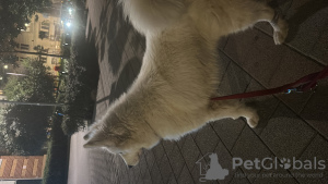 Zdjęcie №3. Biały samojed syberyjski szuka nowego domu. Węgry