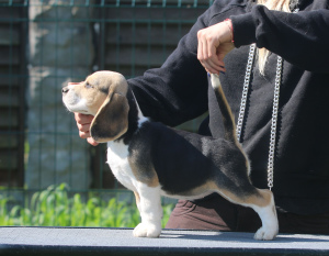 Zdjęcie №2 do zapowiedźy № 2909 na sprzedaż  beagle (rasa psa) - wkupić się Białoruś od żłobka
