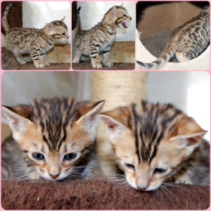 Dodatkowe zdjęcia: Kocięta Bengalskie
