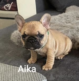 Zdjęcie №1. buldog francuski - na sprzedaż w Lenny | Bezpłatny | Zapowiedź №161867