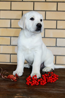 Zdjęcie №2 do zapowiedźy № 3702 na sprzedaż  labrador retriever - wkupić się Federacja Rosyjska hodowca