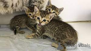 Zdjęcie №1. kot egipski mau - na sprzedaż w Helsinki | 3348zł | Zapowiedź № 161086