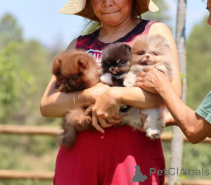 Zdjęcie №3. Bezaubernde Pomeranian-Welpen zu verkaufen klein, flauschig und voller. Niemcy