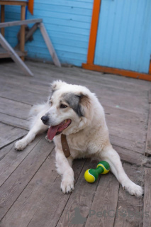 Zdjęcie №2 do zapowiedźy № 132198 na sprzedaż  owczarek środkowoazjatycki - wkupić się Federacja Rosyjska 