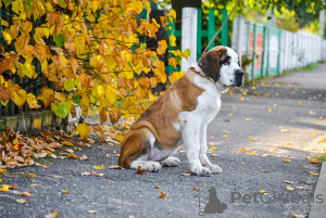 Zdjęcie №1. bernardyn (rasa psa) - na sprzedaż w Mińsk | 2735zł | Zapowiedź №7765