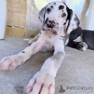 Zdjęcie №3. Deutsche Doggenwelpen zu verkaufen. Austria