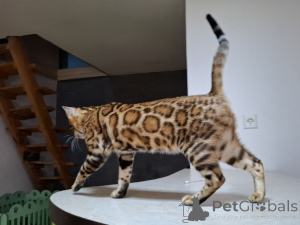 Zdjęcie №3. Bengal Kitten. Polska