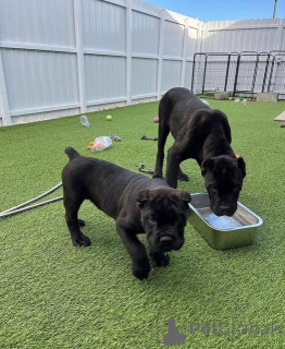 Zdjęcie №1. cane corso - na sprzedaż w Hasselt | 3588zł | Zapowiedź №160515