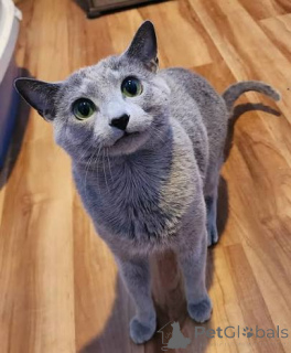 Zdjęcie №3. Dostępne kocięta czystej krwi Russian Blue. Mołdawia