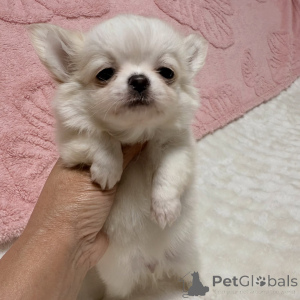 Zdjęcie №3. Uroczy szczeniak chihuahua dostępny do adopcji. Republika Czeska